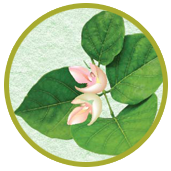 Pongamia Glabra